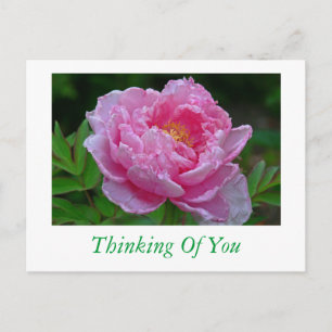 POSTAL CARTA POSTAL, "PINK PEONY/THINKING OF YOU"