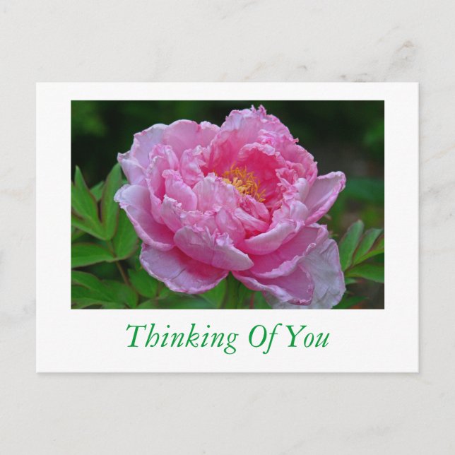 POSTAL CARTA POSTAL, "PINK PEONY/THINKING OF YOU" (Anverso)
