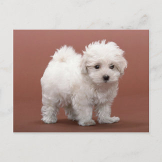 Postal Cartas de cachorro de Bichon Frise, rehenes, regal