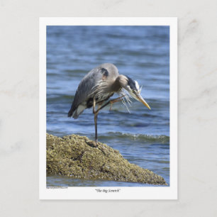 Postal Cartas de correos de "The Big Scratch"