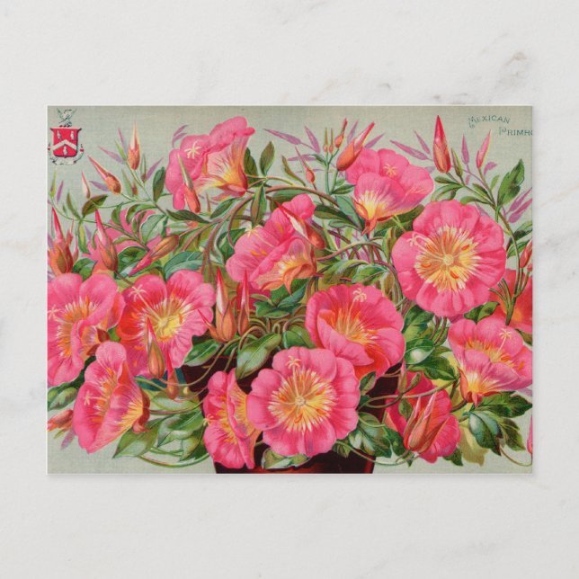 Postal Cartas de paquetes de semillas de época, repostaje (Anverso)