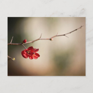 Postal Cartas de Quince Post en llamas