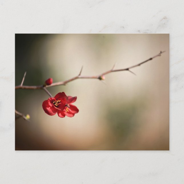 Postal Cartas de Quince Post en llamas (Anverso)