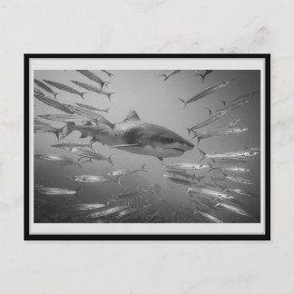 Postal Carte 01 del tiburón del tigre 01 タ・ガ・・・ャ・・