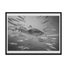 Carte 01 del tiburón del tigre 01 タ・ガ・・・ャ・・