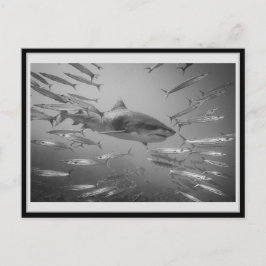 Postal Carte 01 del tiburón del tigre 01 タ・ガ・・・ャ・・