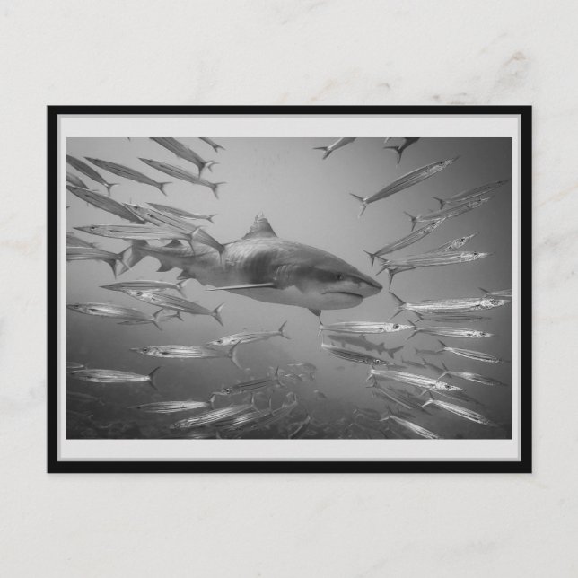 Postal Carte 01 del tiburón del tigre 01 タ・ガ・・・ャ・・ (Anverso)