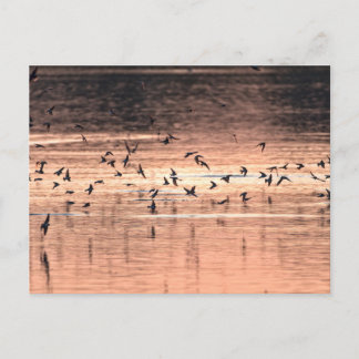 Postal Carte postale