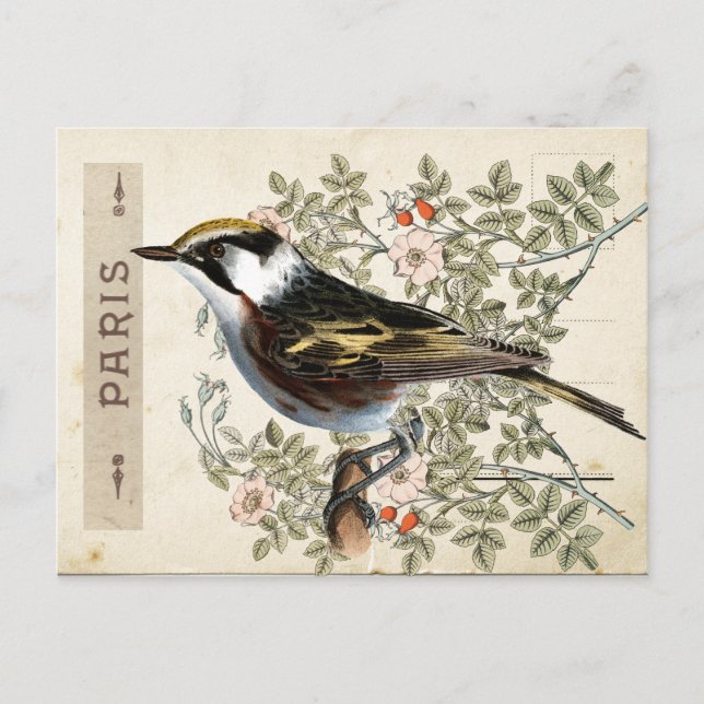 Postal Carte Postale Bird Set 2 de 4 (pájaro Rosa de Parí (Anverso)