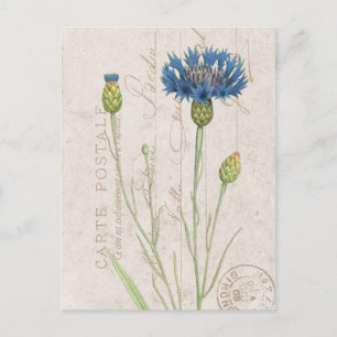Postal Carte Postale Blue Cornflower Floral