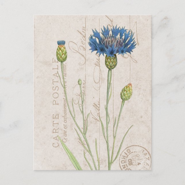 Postal Carte Postale Blue Cornflower Floral (Anverso)
