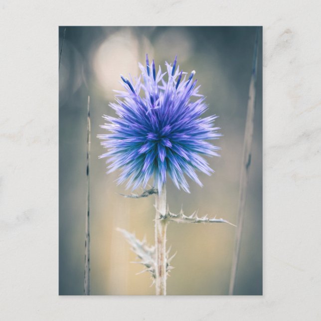 Postal Carte postale Chardon bleu (Anverso)