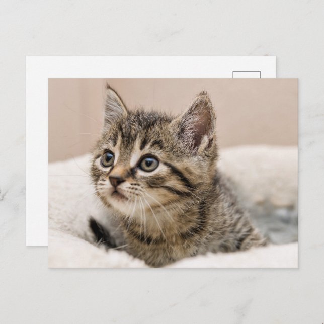 Postal Carte postale chaton tigré (Anverso / Reverso)