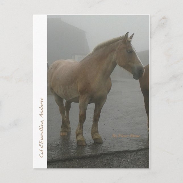 Postal Carte postale cheval sous la pluie (Anverso)