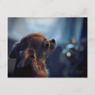 Postal Carte postale , chien chihuahua