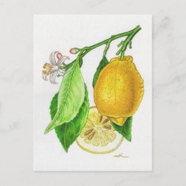 Postal Carte postale Citron « Limonier ferraris »