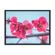 Carte postale Cognassier du Japon