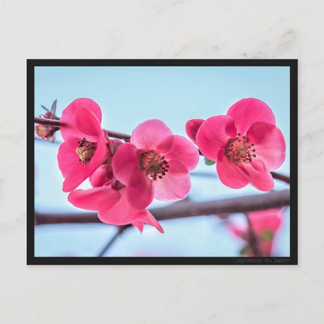 Postal Carte postale Cognassier du Japon (Anverso)