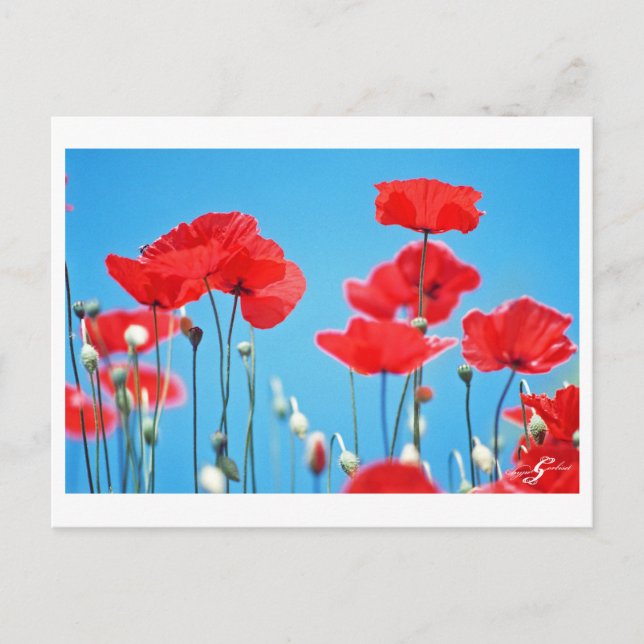 Postal Carte postale Coquelicots de Provenza (Anverso)