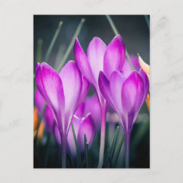 Postal Carte postale Crocus