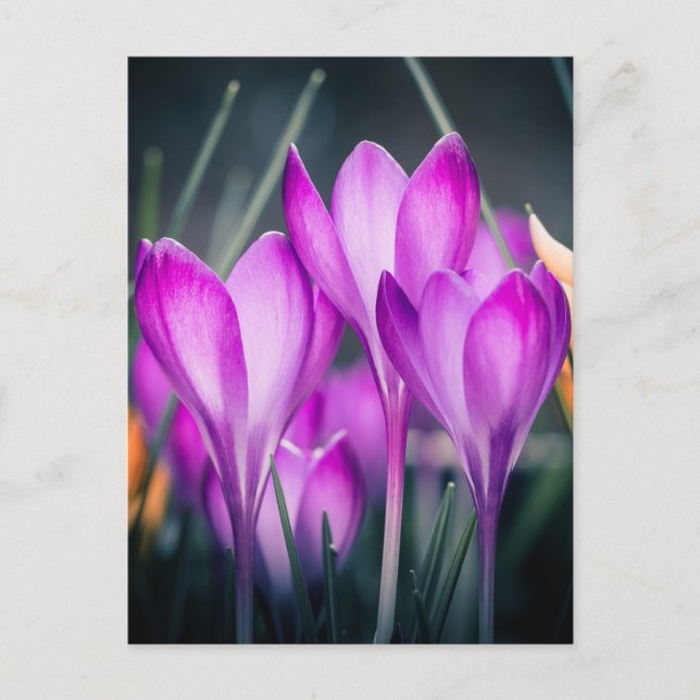 Postal Carte postale Crocus (Anverso)
