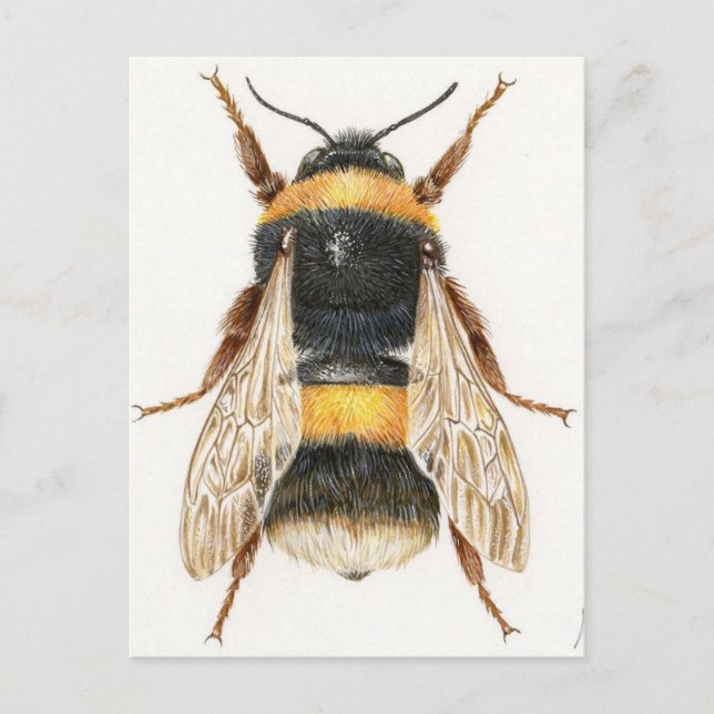 Postal Carte Postale Dessin bourdon (Anverso)