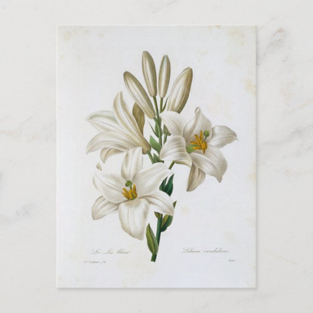 Postal Carte Postale Fleurs 14 (Anverso)