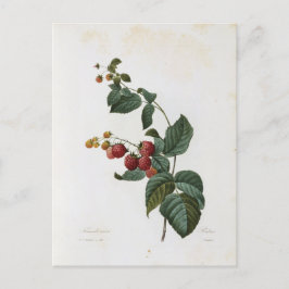 Postal Carte Postale Fleurs 17