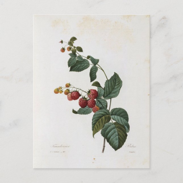 Postal Carte Postale Fleurs 17 (Anverso)