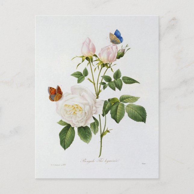 Postal Carte Postale Fleurs 18 (Anverso)