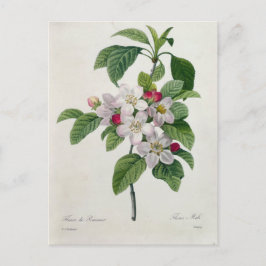 Postal Carte Postale Fleurs 19