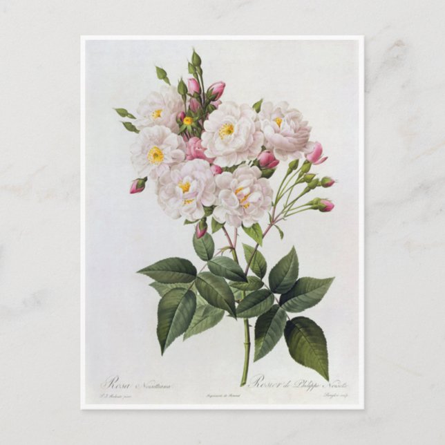 Postal Carte Postale Fleurs 6 (Anverso)