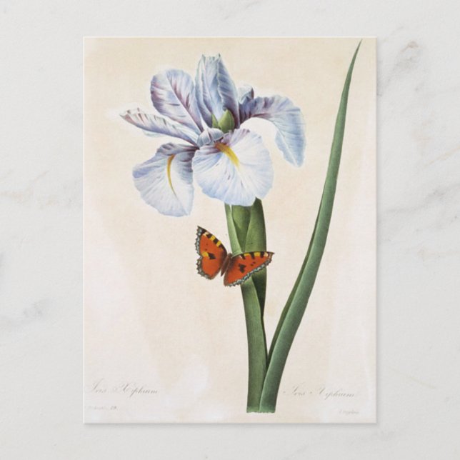 Postal Carte Postale Fleurs 8 (Anverso)