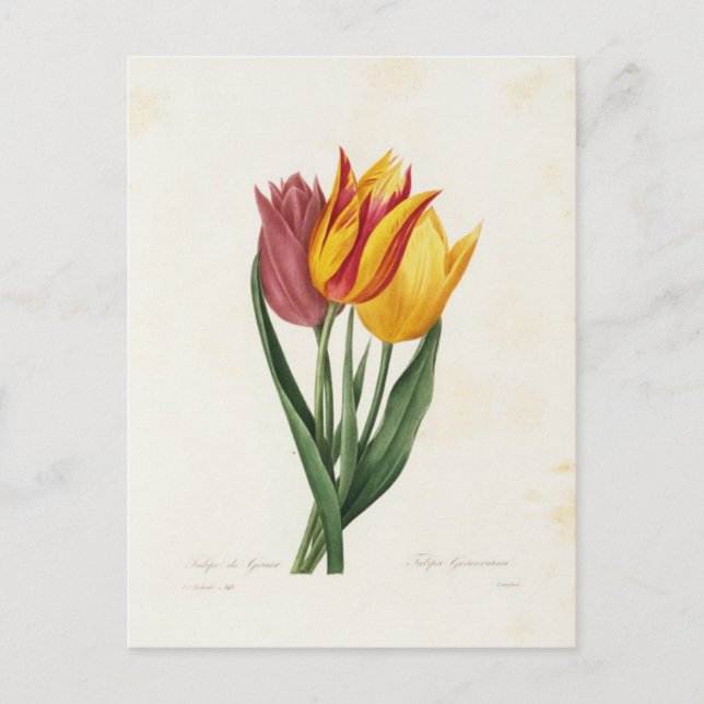 Postal Carte Postale Fleurs 9 (Anverso)