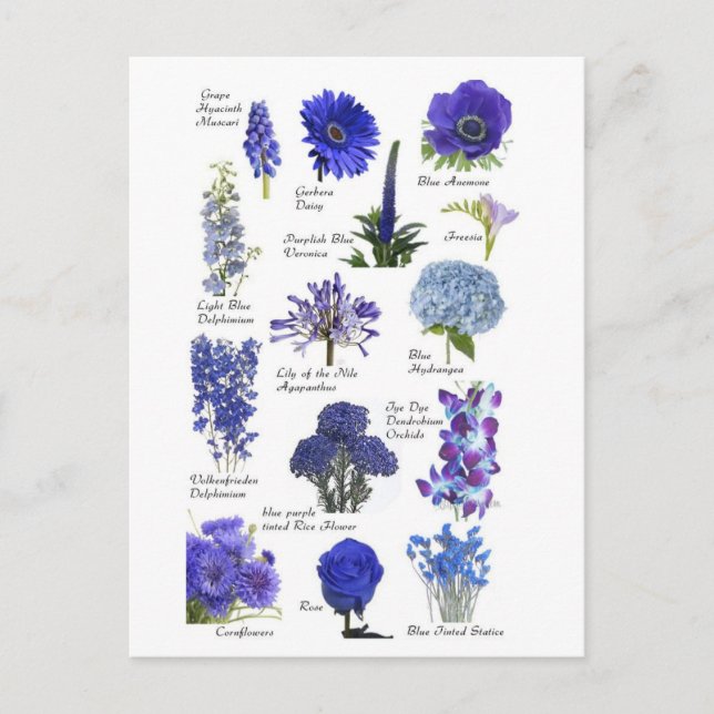 Postal Carte Postale Fleurs bleu (Anverso)