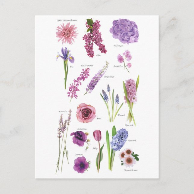 Postal Carte Postale Fleurs bleu violet (Anverso)