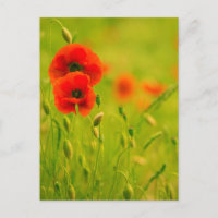 Carte postale - fleurs de coquelicots