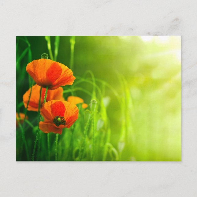 Postal Carte postale - fleurs de coquelicots (Anverso)