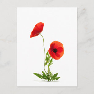 Postal Carte postale - Fleurs de coquelicots fond blanc