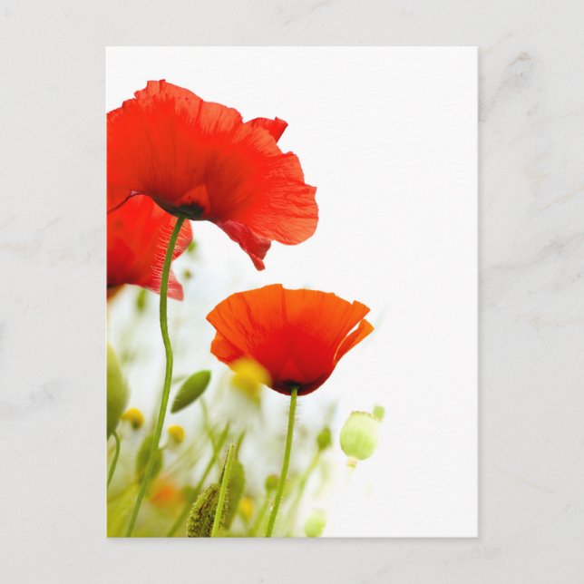 Postal Carte postale - fleurs de coquelicots fond blanc (Anverso)
