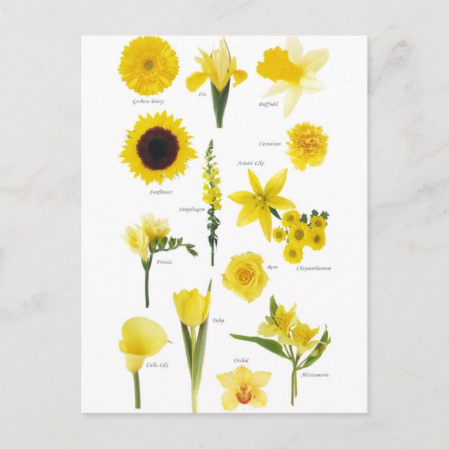 Postal Carte Postale Fleurs jaune (Anverso)
