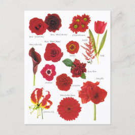 Postal Carte Postale Fleurs rouge