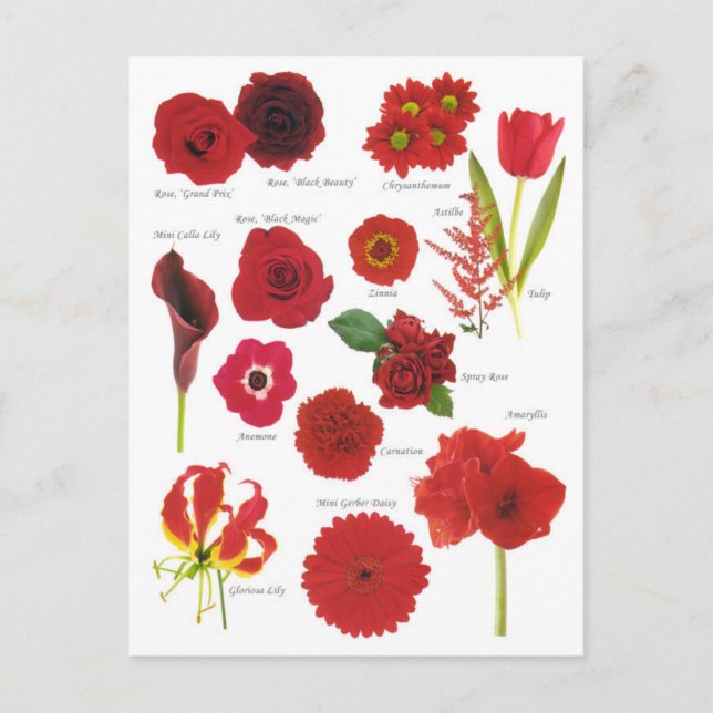 Postal Carte Postale Fleurs rouge (Anverso)