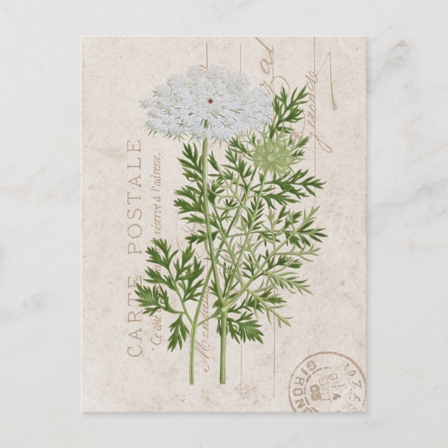 Postal Carte Postale la floral francesa de encaje de la r (Anverso)