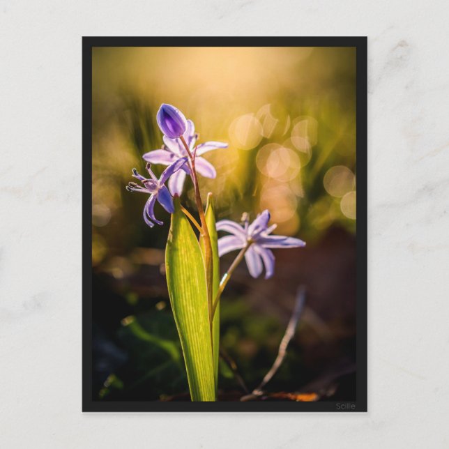 Postal Carte postale le Scille (Anverso)