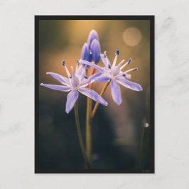 Postal Carte postale le Scille