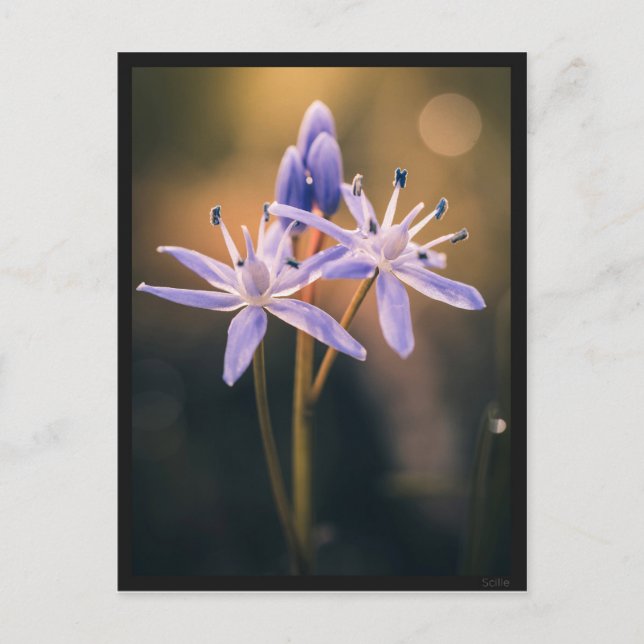 Postal Carte postale le Scille (Anverso)