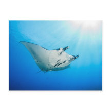 Carte postale, Manta ray マ・レ イ