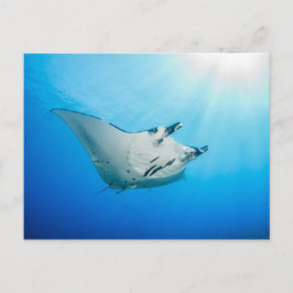 Postal Carte postale, Manta ray マ・レ イ