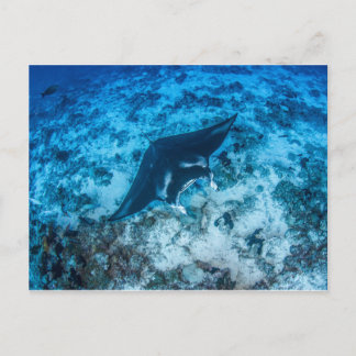 Postal Carte postale, Manta ray マ・レ イ
